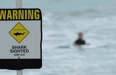 No More Shark Attacks. Call Them 'Bites,' Australian States Say : NPR