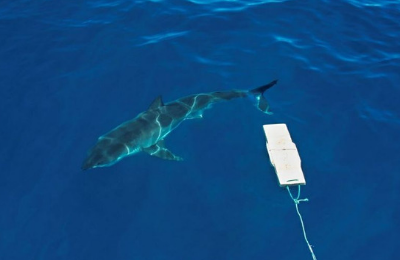 Drones and AI Ward Off Shark Attacks as Predators Hunt Closer to Shore -  Ocean Guardian, Shark Shield