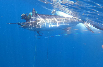 The Jumping Wahoo, Commercial Bluewater Spearfishing