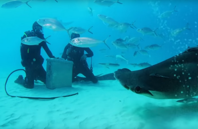 Bear Grylls proves Shark Shield Technology works in Shark Week Special