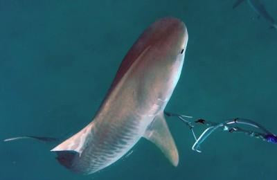 Sharks not so keen on deterrent tests