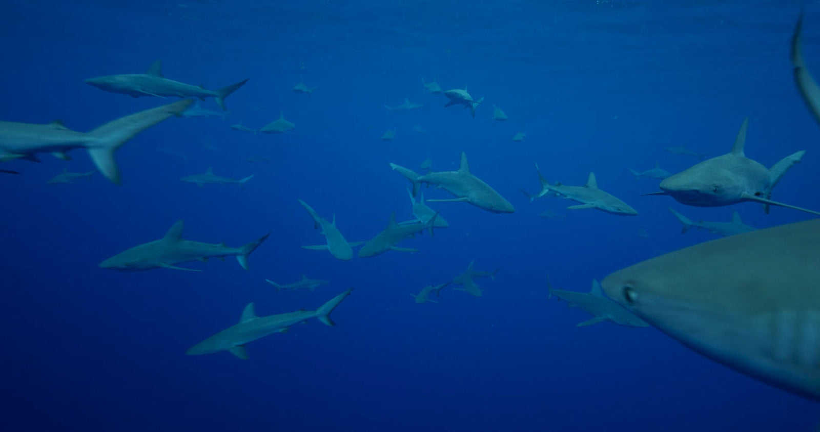 TEAM | Meet the Ocean Guardian Ambassadors - Ocean Guardian | Shark ...